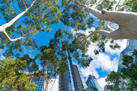 Urban tree canopy mgmt cover image